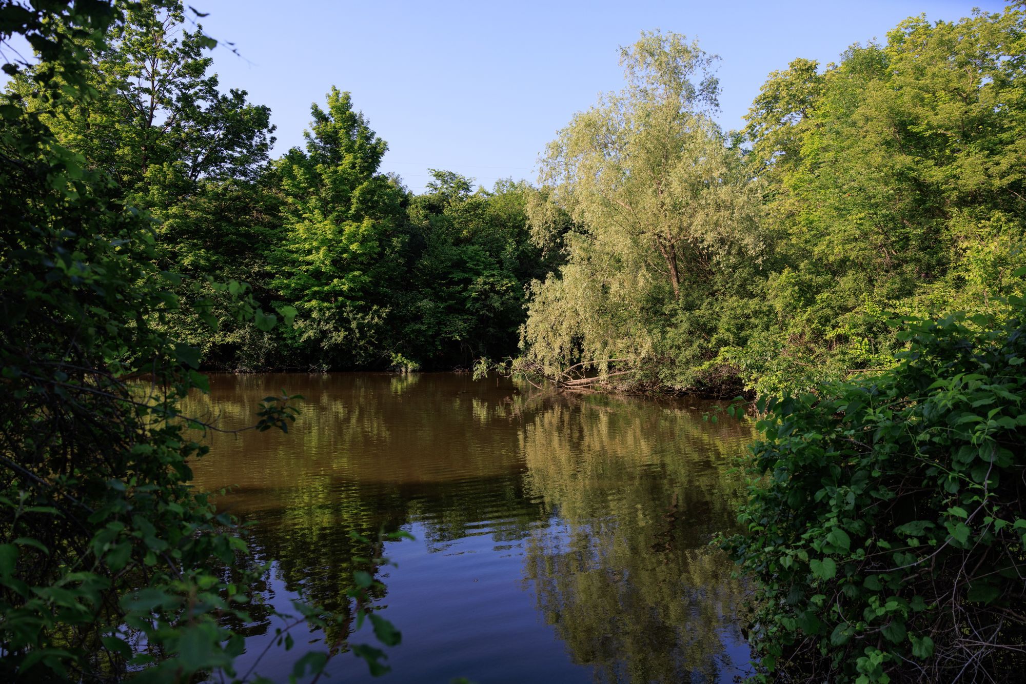 Lake surrounded by trees on a summer day in Michigan