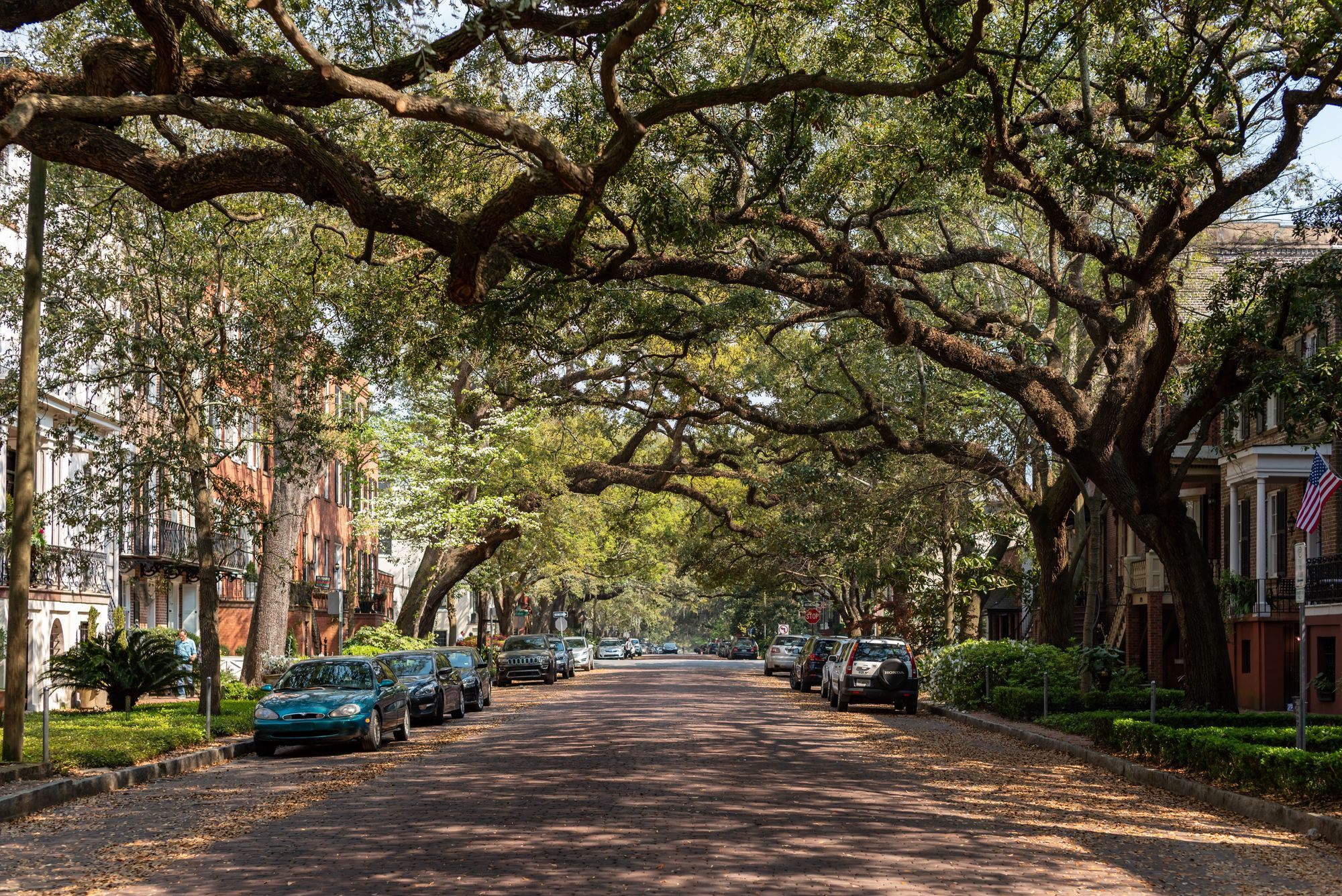 Live oaks arching over a Savannah street